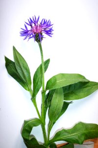 Bleuet (2)a