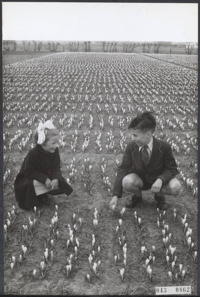 Bloembollenteelt, kinderen, Crocussen, Bestanddeelnr 043-0862