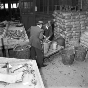 Bloembollencultuur, Bestanddeelnr 900-5562