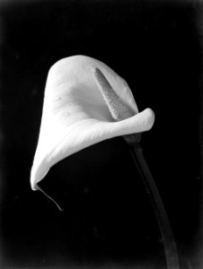 Bloeiende aronskelk, Bestanddeelnr 189-1193
