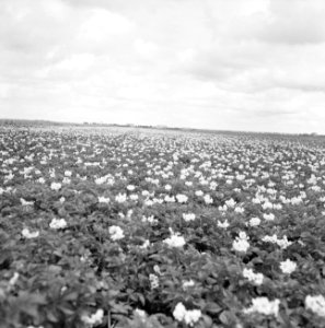 Bloeiende aardappels, Bestanddeelnr 160-0218