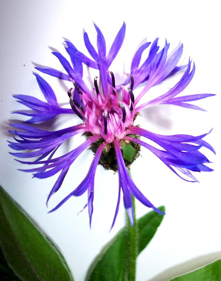 Bleuet(0)a (cropped)