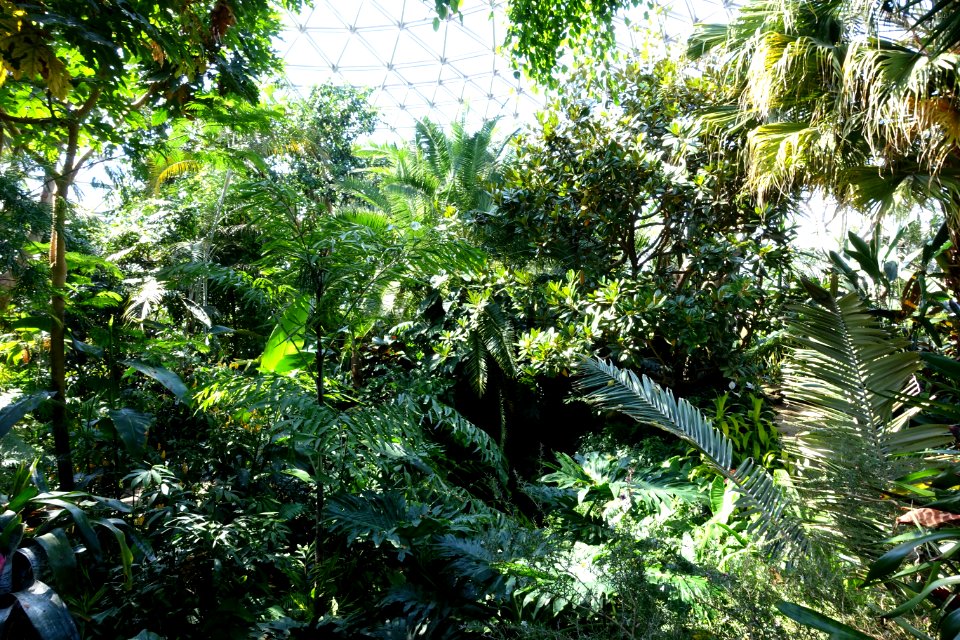 Bloedel Floral Conservatory, Queen Elizabeth Park - Vancouver, Canada - DSC07477