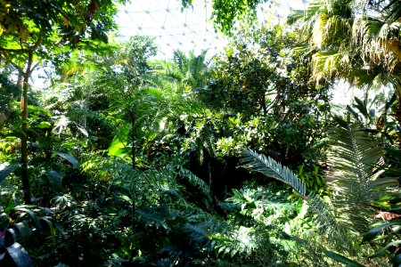Bloedel Floral Conservatory, Queen Elizabeth Park - Vancouver, Canada - DSC07477