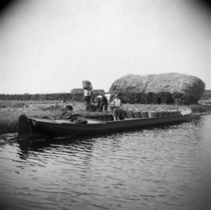 Bloembollencultuur, Bestanddeelnr 900-5569