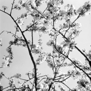 Bloeiende fruitboom, Bestanddeelnr 254-3509