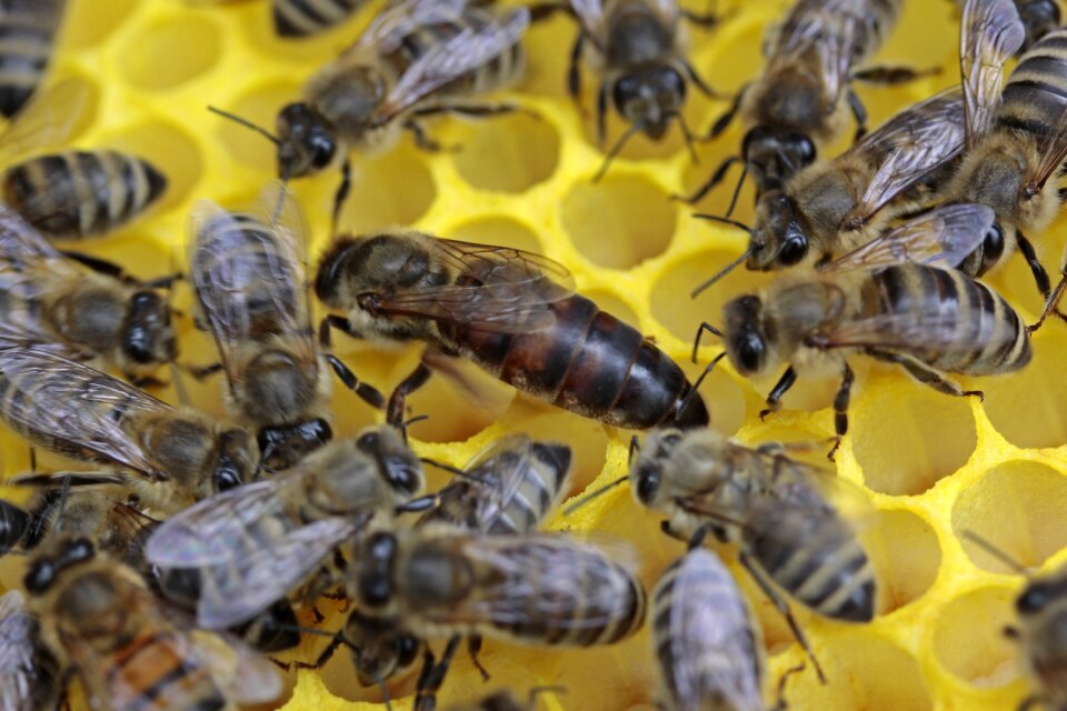 Bees queen honeycomb