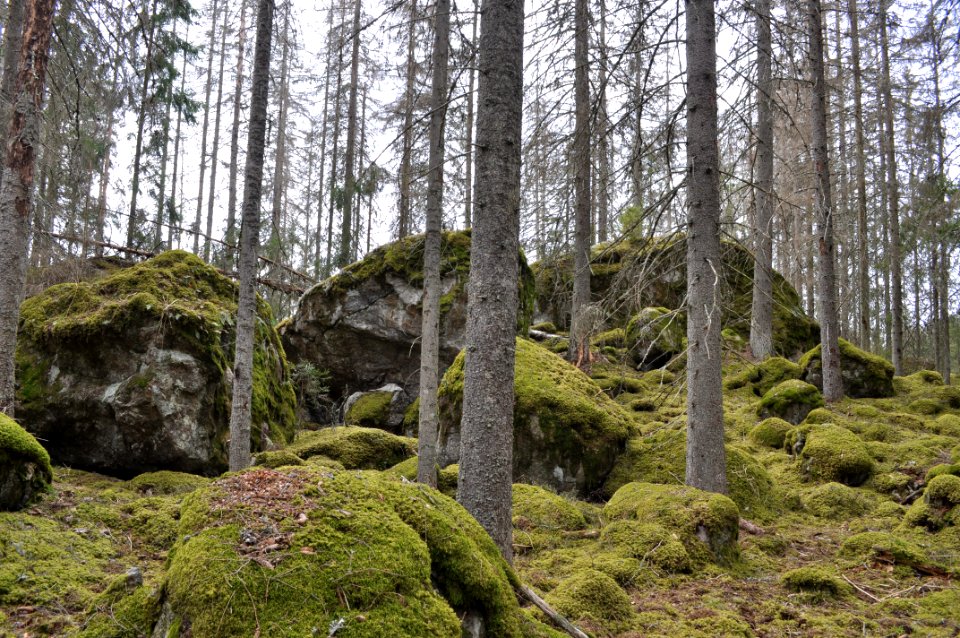 Block - Himlingeskogen