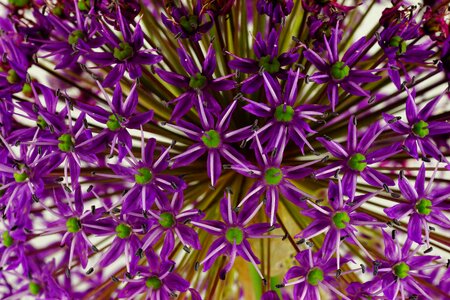 Spring plant close up photo