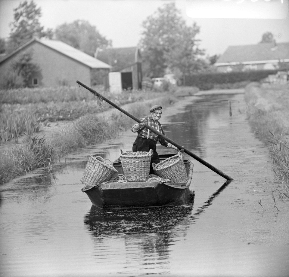 Bloembollenkweek (serie), Bestanddeelnr 918-9604