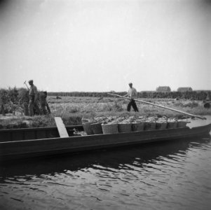 Bloembollencultuur, Bestanddeelnr 900-5570