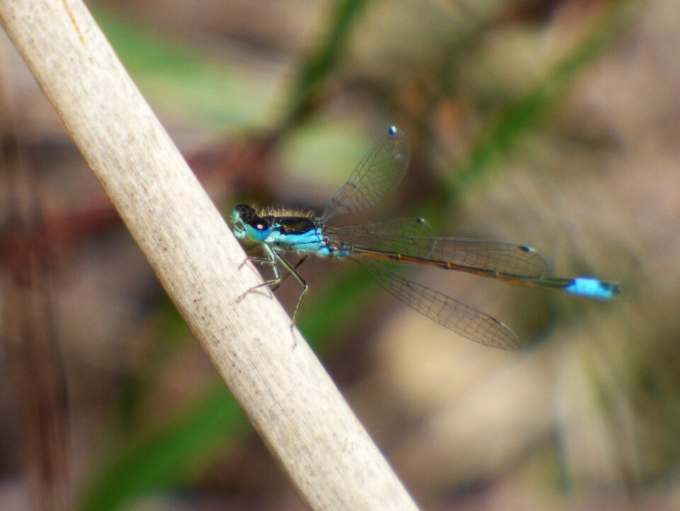 Dragonfly blue and black damselfly ischnura graellsii