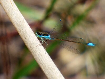 Dragonfly blue and black damselfly ischnura graellsii