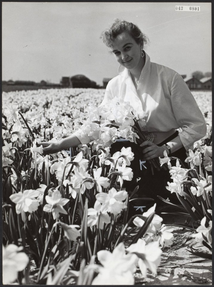Bloembollenteelt, vrouwen, Narcissen, Rijnveld Mw. Jopie, Bestanddeelnr 043-0801