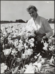 Bloembollenteelt, vrouwen, Narcissen, Rijnveld Mw. Jopie, Bestanddeelnr 043-0801