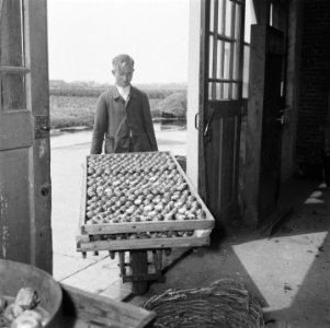 Bloembollencultuur, Bestanddeelnr 900-5537