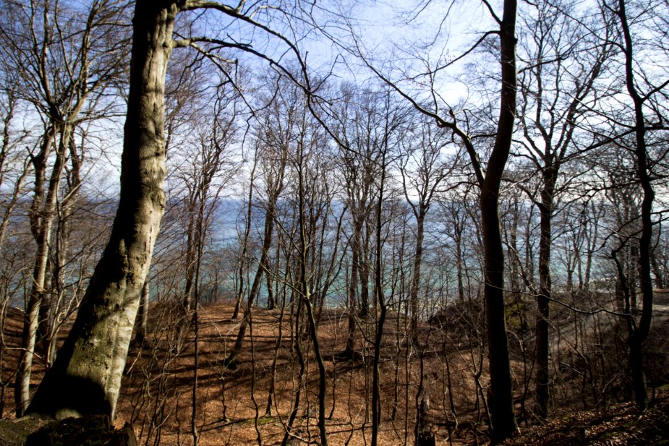 Blick durch Bäume am Gakower Hochufer (Sassnitz, Rügen)