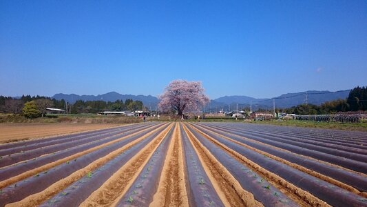 Flowers spring pink