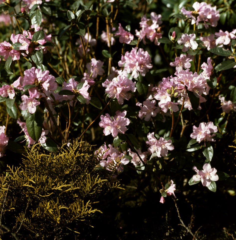 Bloemen, planten, Bestanddeelnr 254-7539