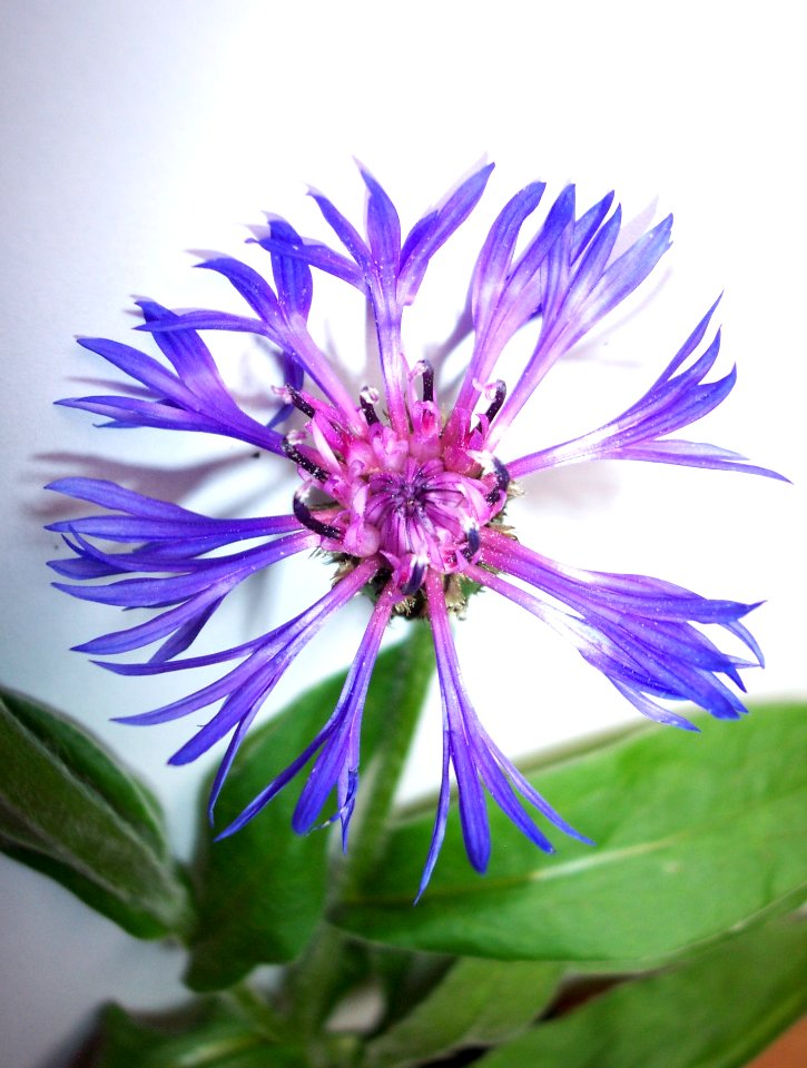 Bleuet (3a)