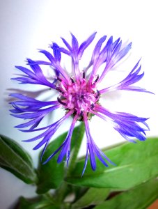Bleuet (3a)
