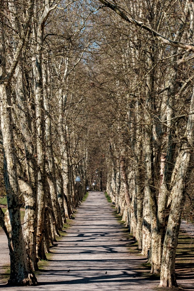 Blick in die Platanenallee in Tübingen gesehen von der Neckarbrücke 2019
