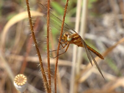 Yellow dragonfly thorny branch aeshna isosceles photo