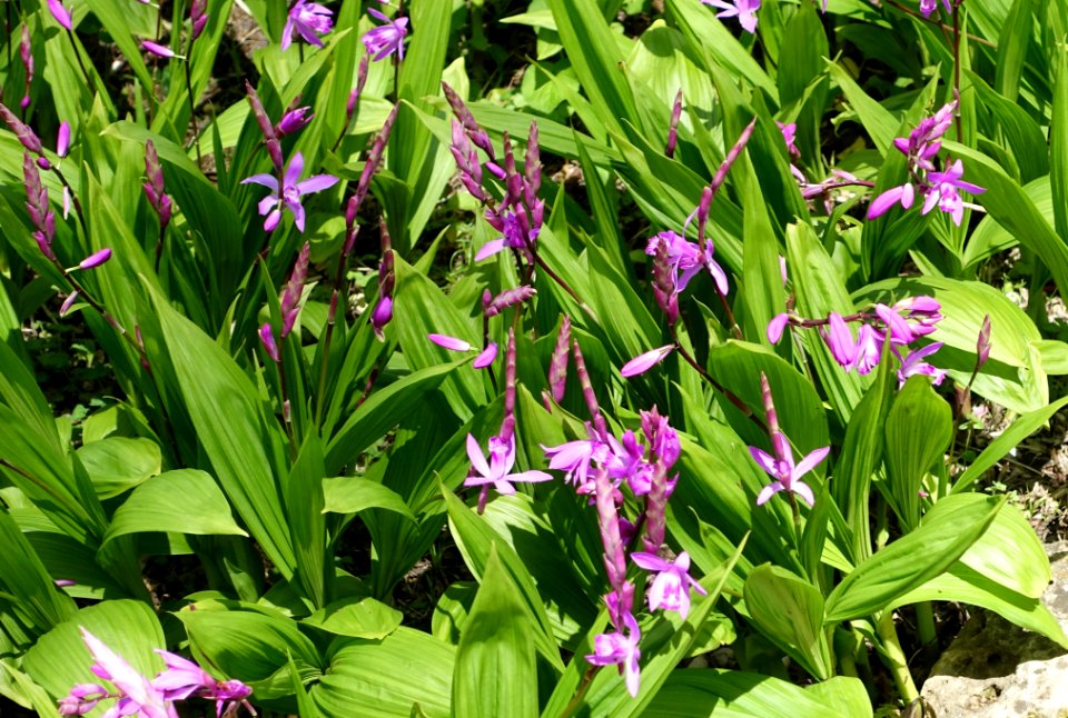 Bletilla striata - Orto botanico - Rome, Italy - DSC00269