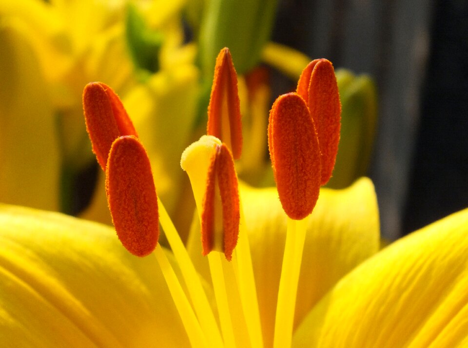 Nature yellow flower spring flowers