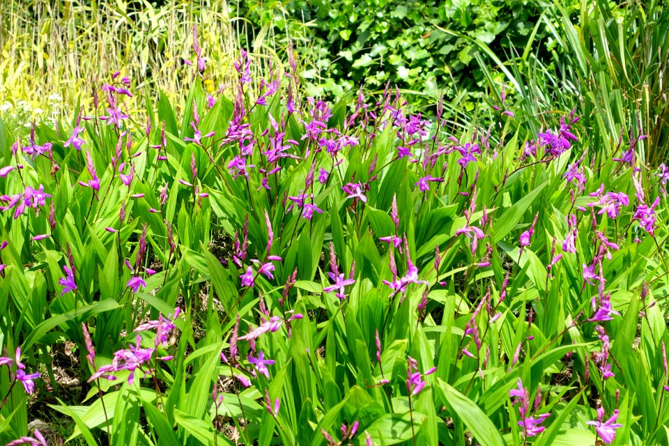Bletilla striata - Orto botanico - Rome, Italy - DSC00272