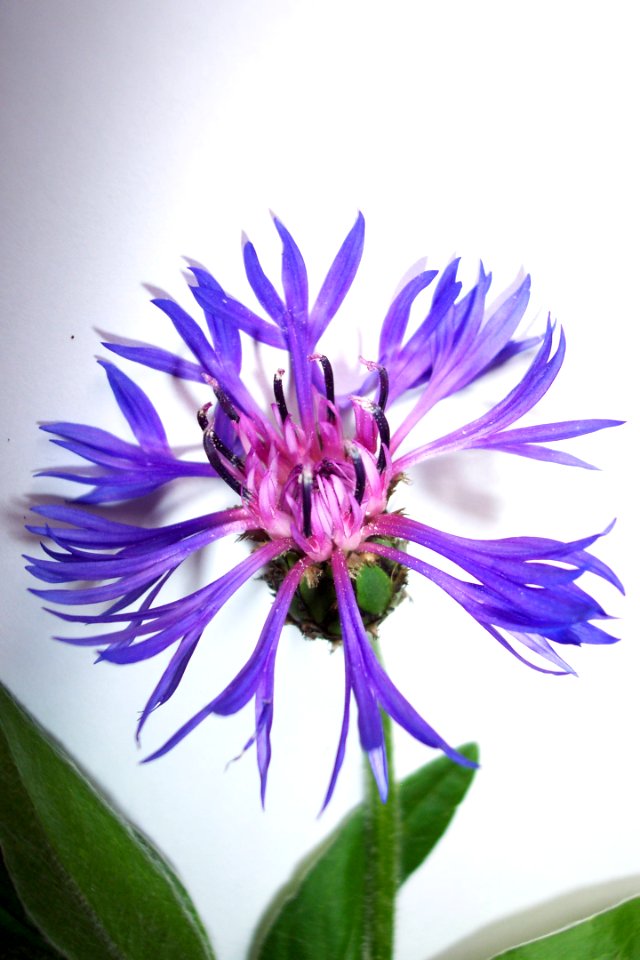Bleuet(0)a