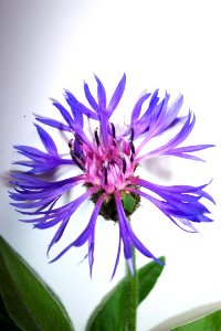 Bleuet(0)a
