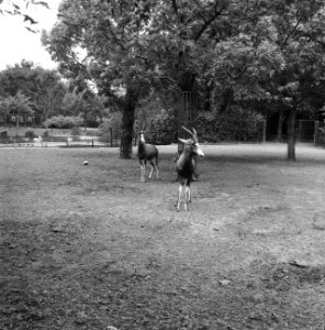 Blesbok voor Diergaarde Blijdorp, Bestanddeelnr 912-7096