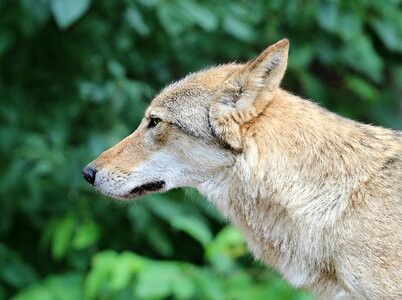 Snout forest danger