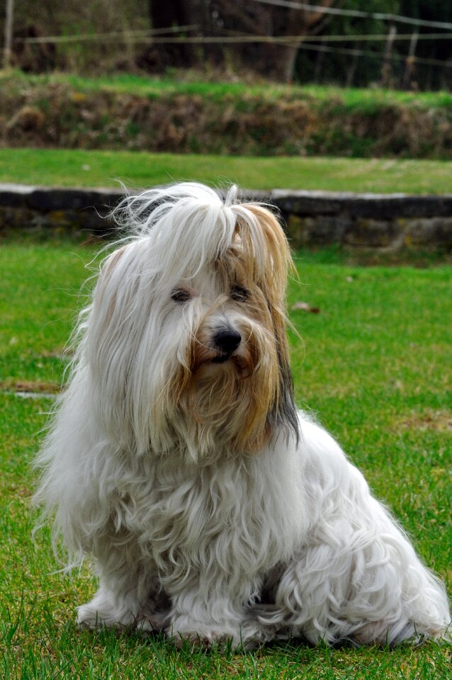 Dog coton de tulear pet photography