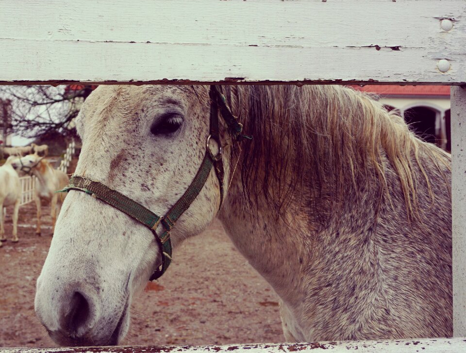 White horse farm outdoors