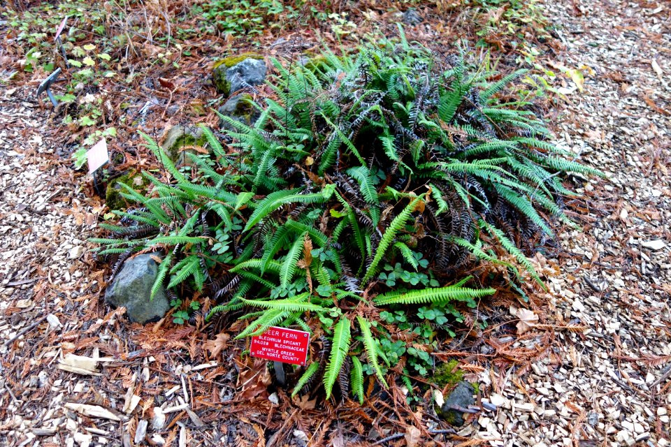 Blechnum spicant - Regional Parks Botanic Garden, Berkeley, CA - DSC04419