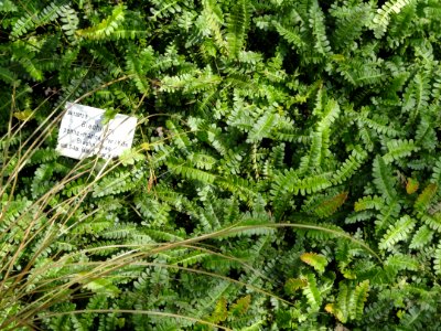 Blechnum penna-marina - Palmengarten Frankfurt - DSC01925