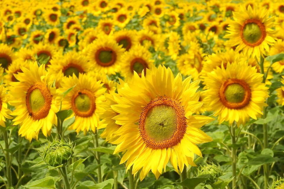 Yellow summer helianthus photo