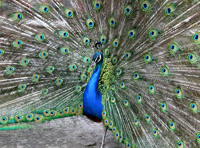 Peacock's tail feathers bluebird photo