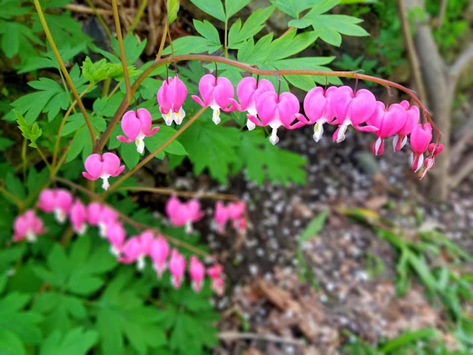 Bleeding heart - Arlington, MA