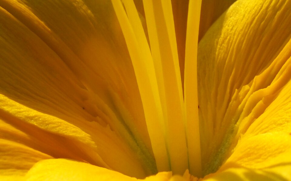 Spring spring flowers yellow flowers