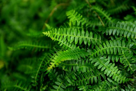 Blechnum penna-marina at the Sub Antarctic Plant House, Royal Tasmanian Botanical Gardens 01