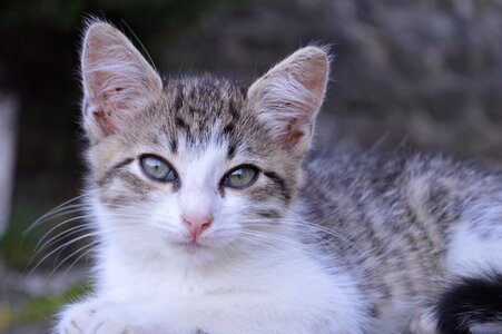 Pet grey animal