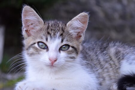 Pet grey animal photo