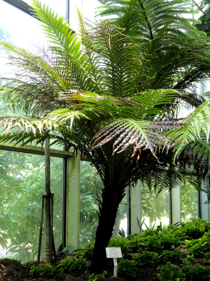 Blechnum gibbum - Palmengarten Frankfurt - DSC01874