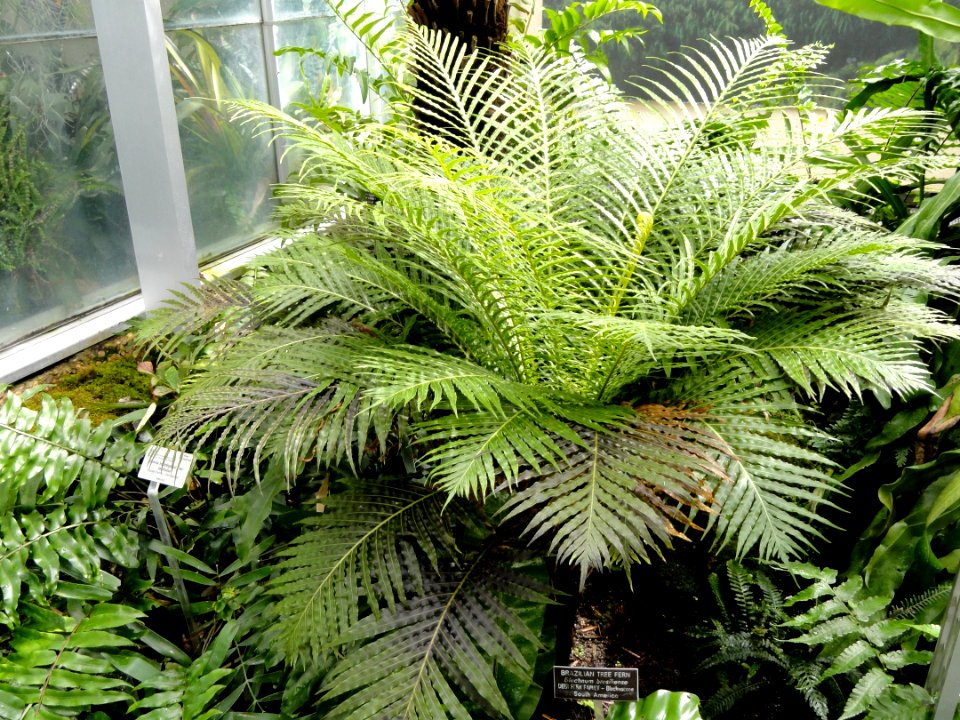 Blechnum brasiliense - United States Botanic Garden - DSC09568