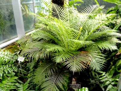 Blechnum brasiliense - United States Botanic Garden - DSC09568