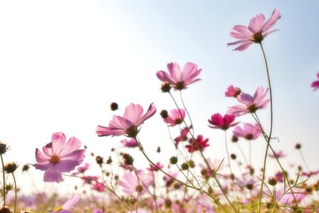 Pink plants korea