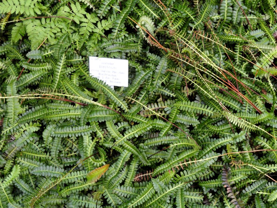Blechnum penna-marina - Palmengarten Frankfurt - DSC01939